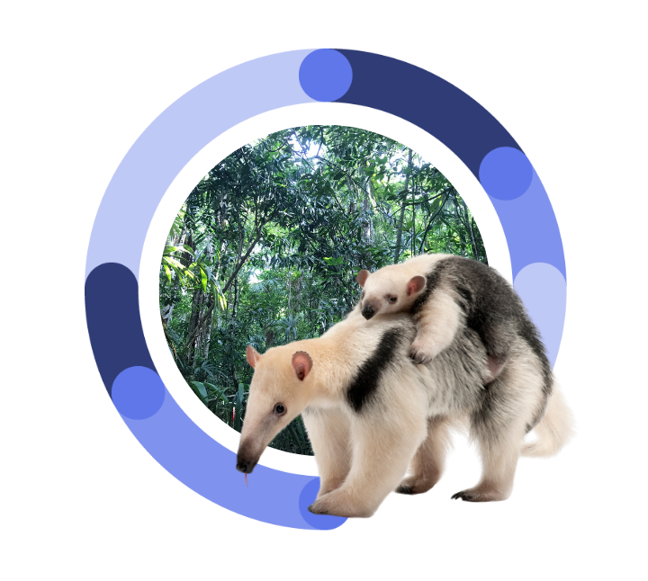 Southern Tamandua found at the Mexico IFM Aroma Del Mayab Carbon Project