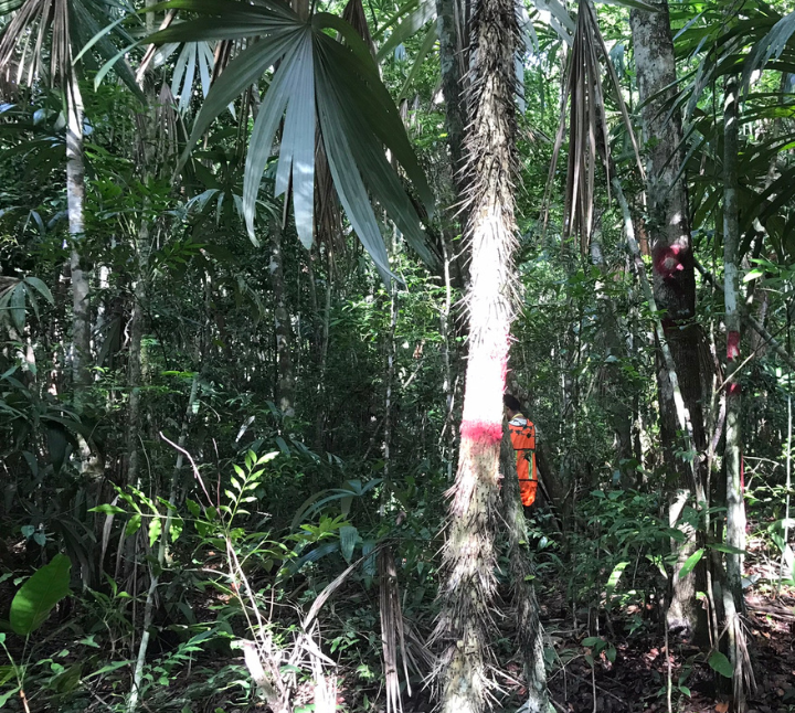 Site photo from the Mexico IFM Aroma Del Mayab Carbon Project