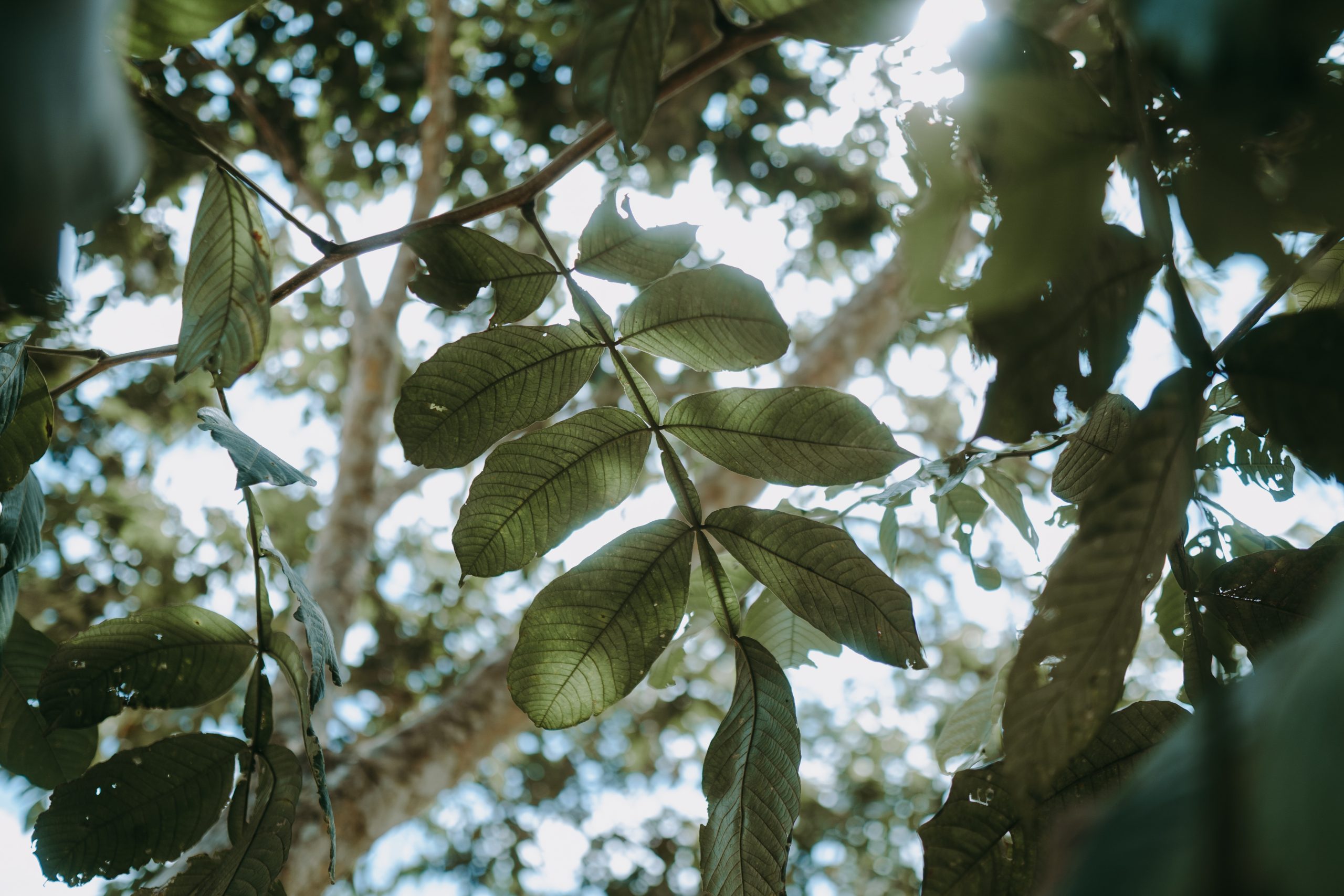 Site photo from the Brazil REDD+ Project Seringueira Carbon Project