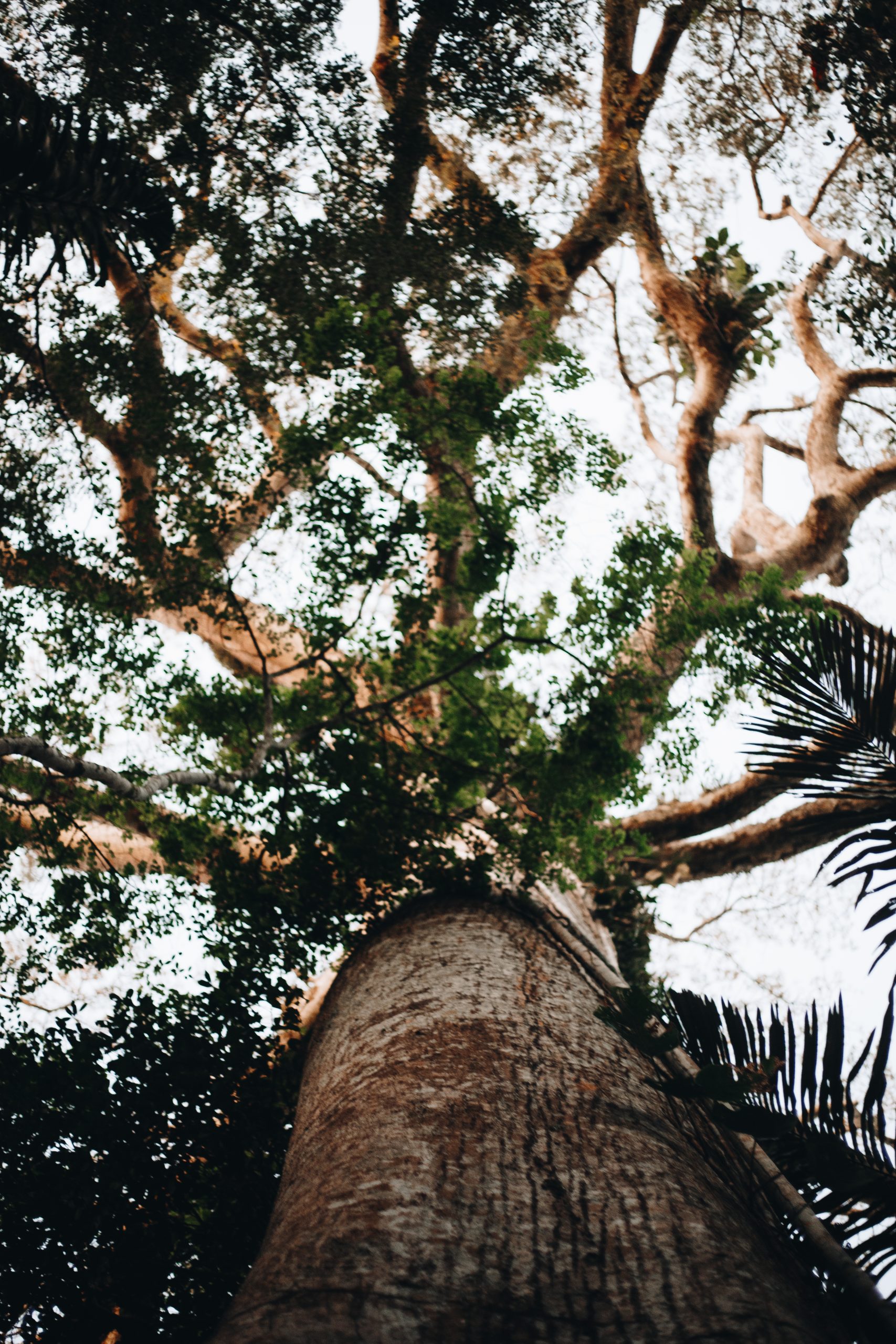 Site photo from the Brazil REDD+ Project Jatobá Carbon Project