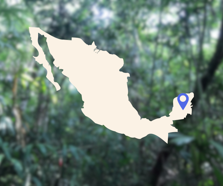 Site photo from the Mexico IFM Aroma Del Mayab Carbon Project
