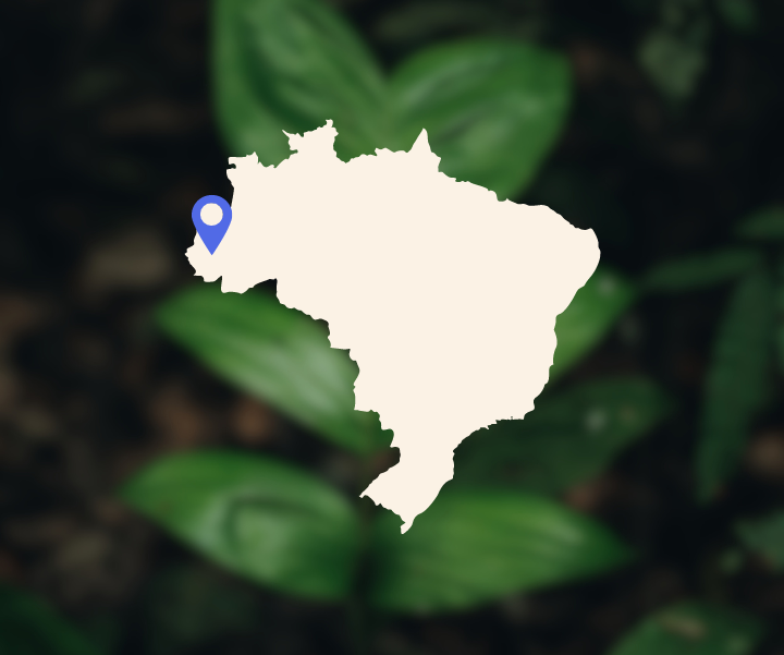 Site photo from the Brazil REDD+ Project Seringueira Carbon Project