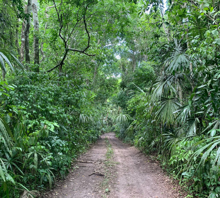 High-integrity Carbon Credits empowered by Invert