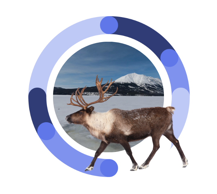 Canadian Caribou found at the Dene K'éh Kusān Forest IFM Carbon Project