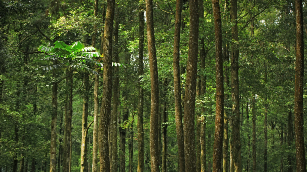 Forest markets